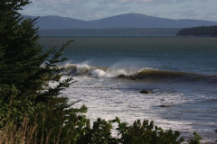 Surf