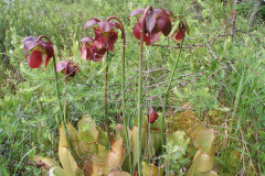 Pitcher Plants