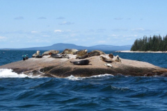 2_Seals_in_hbr_lightbox-64