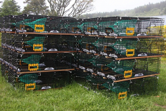 Lobster Traps